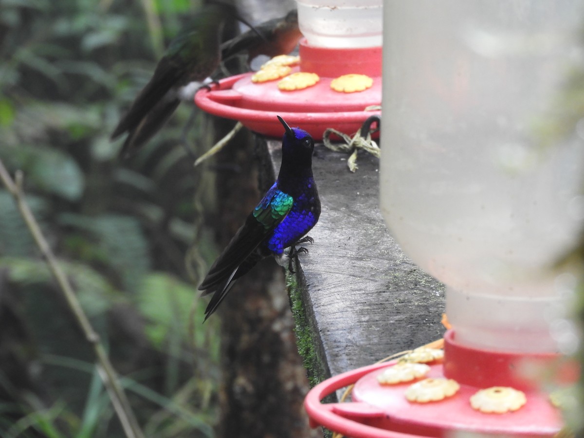 kolibřík hyacintový - ML431693181