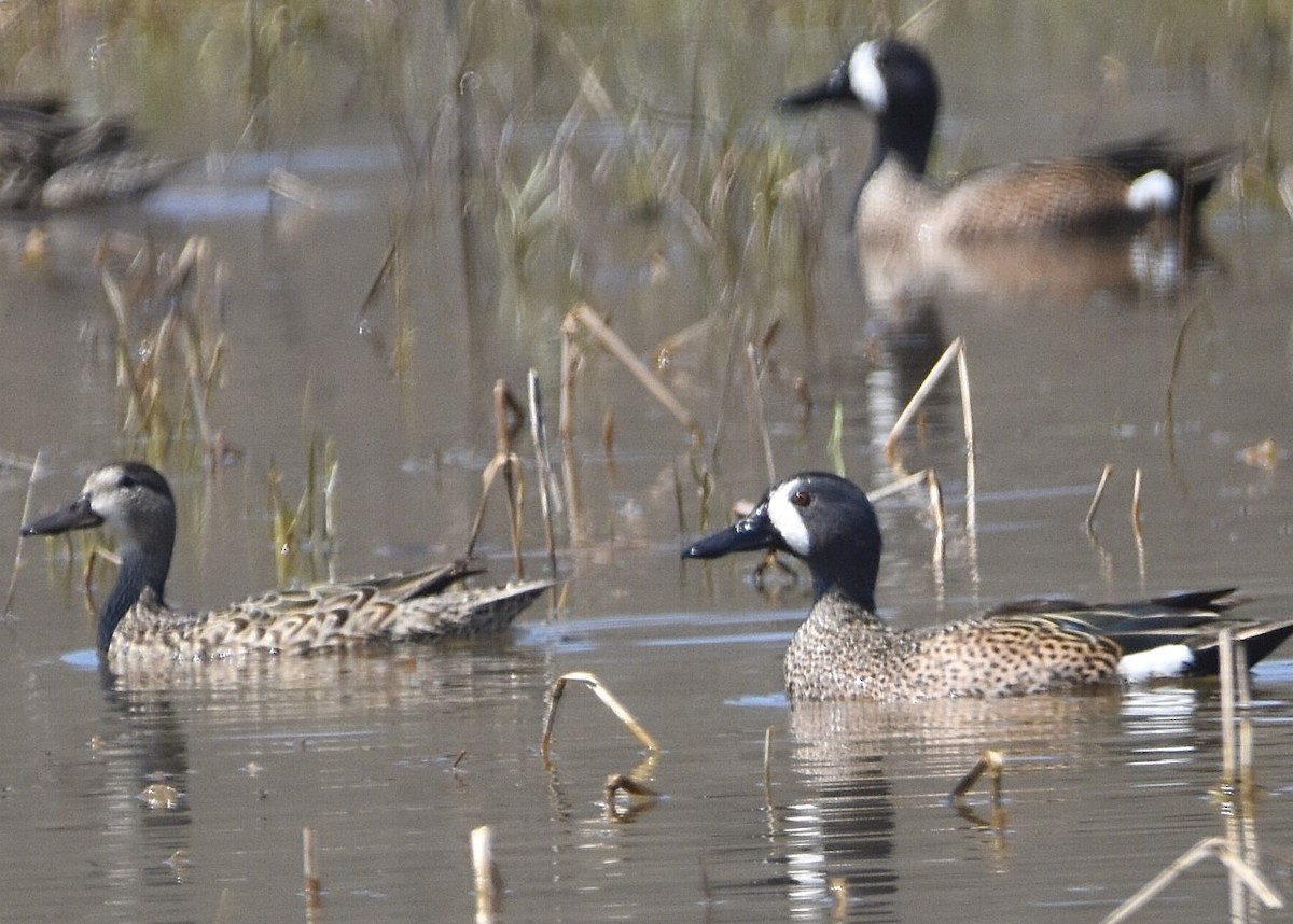 Blue-winged Teal - ML431693661