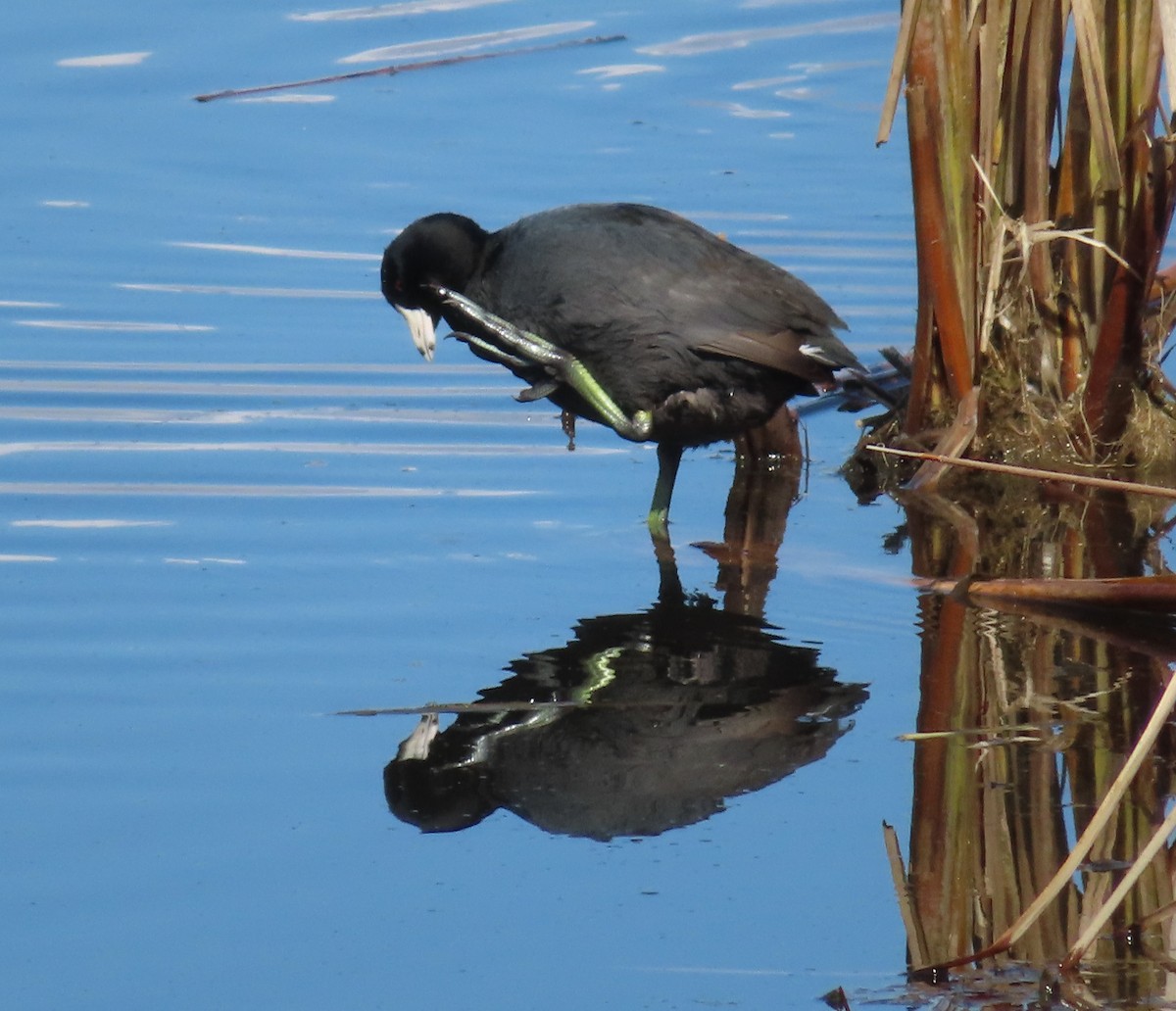 American Coot - ML431694271