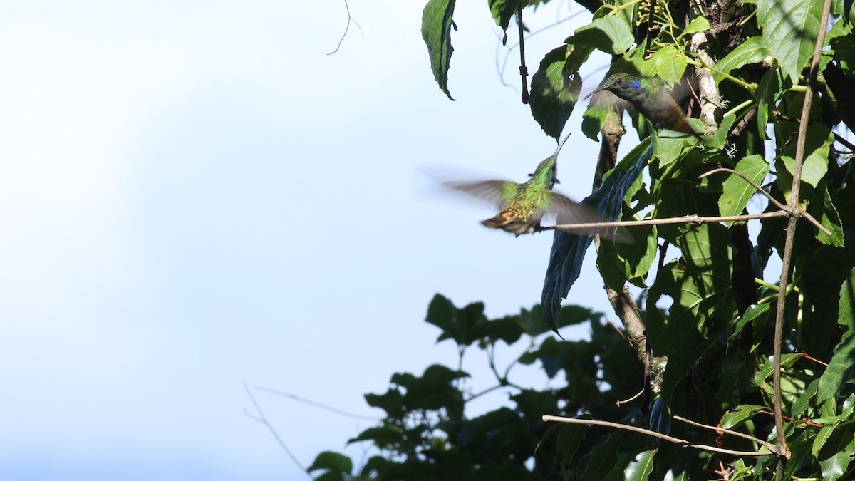 kolibřík modrouchý - ML431694841