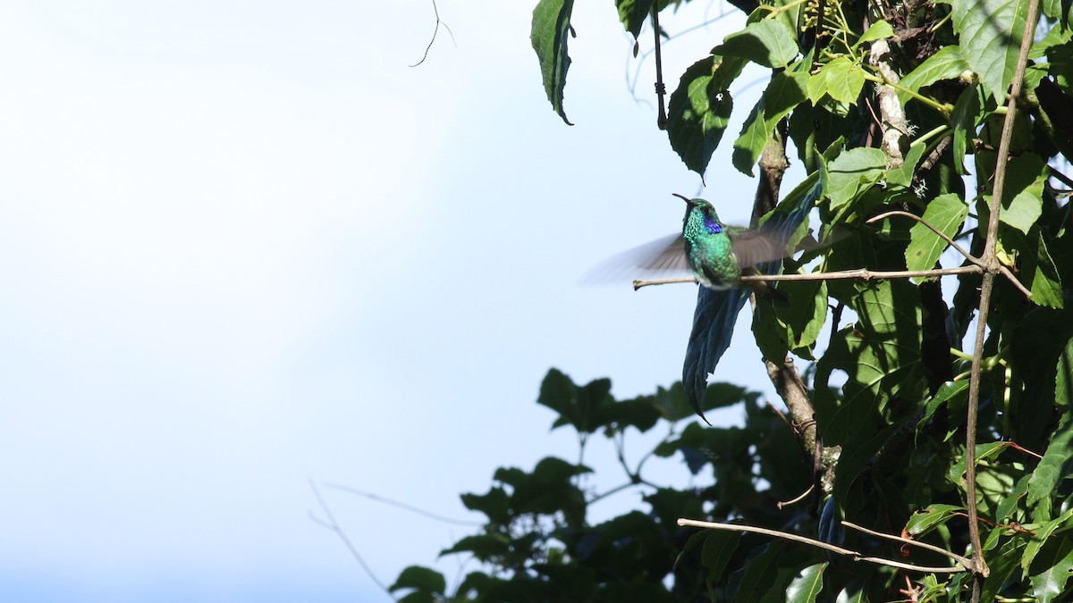 kolibřík modrouchý - ML431694851
