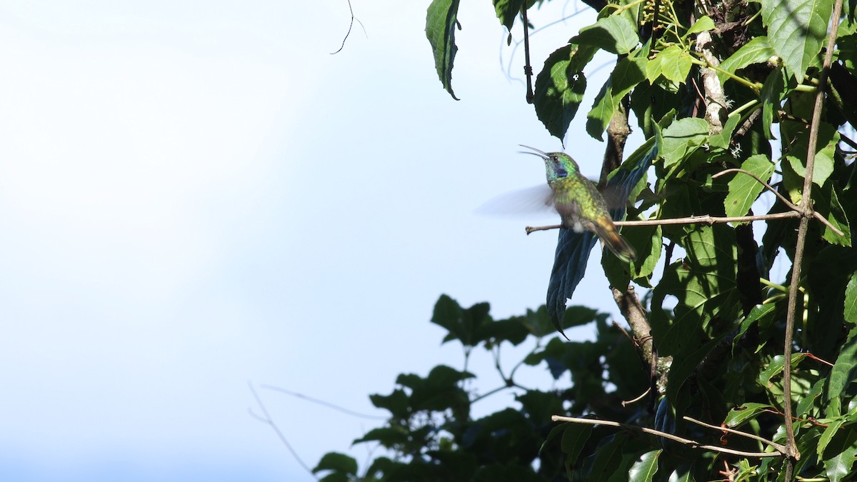 blåørekolibri - ML431694871