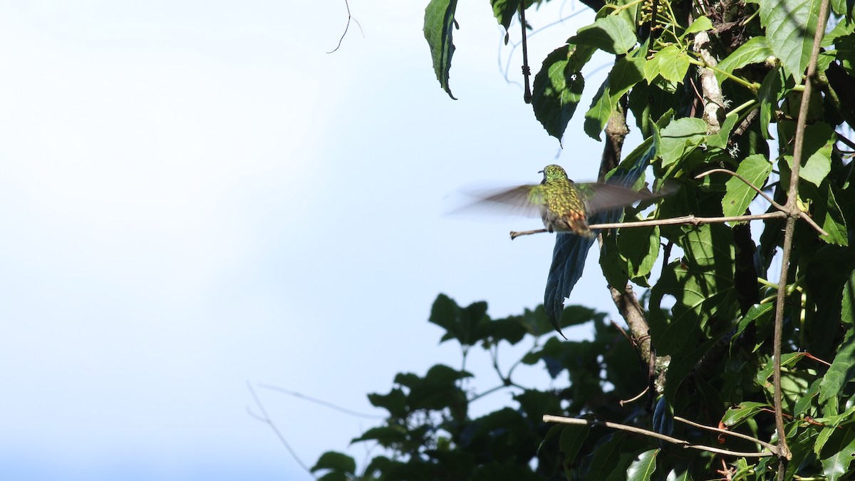 kolibřík modrouchý - ML431694901