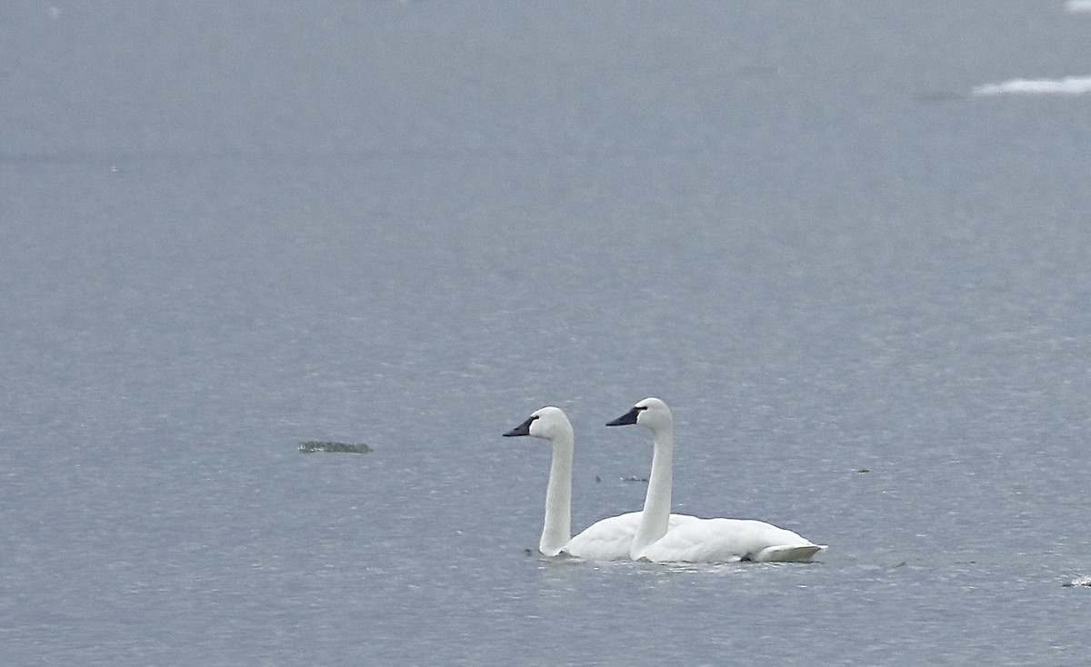 Tundra Swan - ML431695811