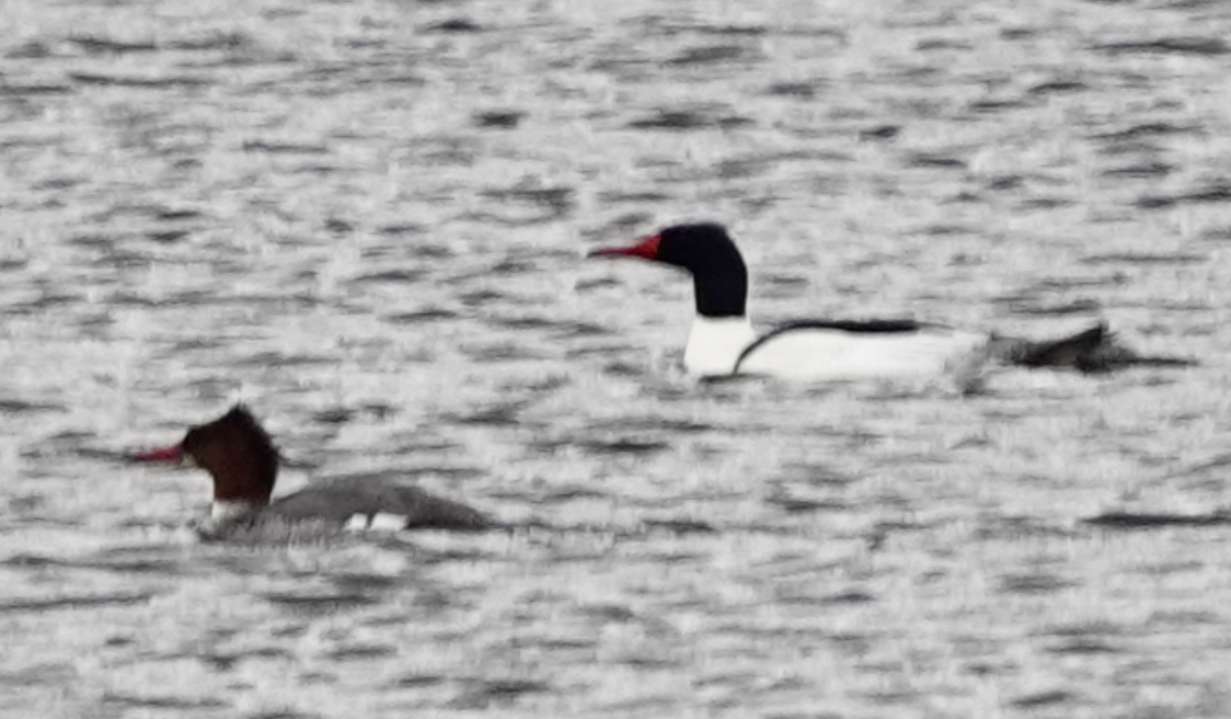 Common Merganser - ML431696941