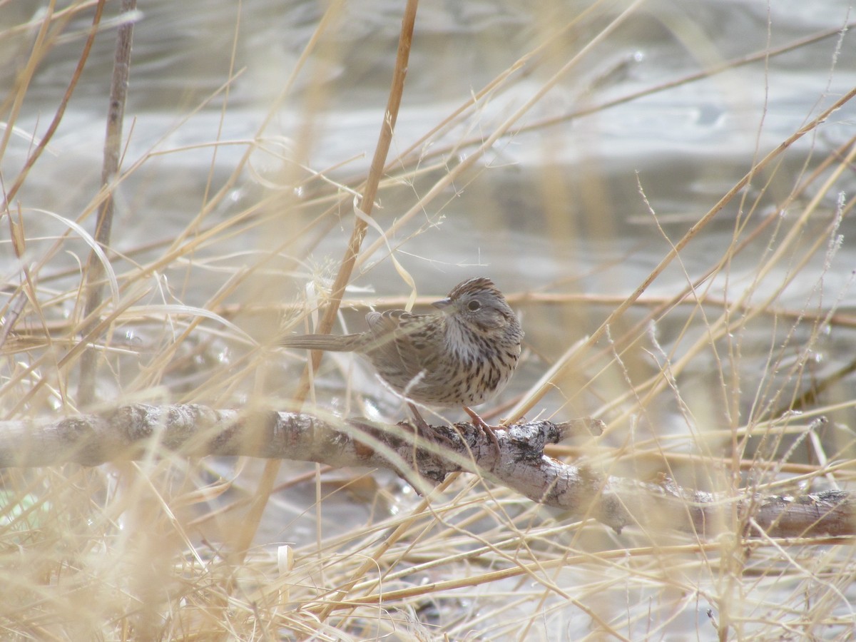 Lincoln's Sparrow - ML431697421