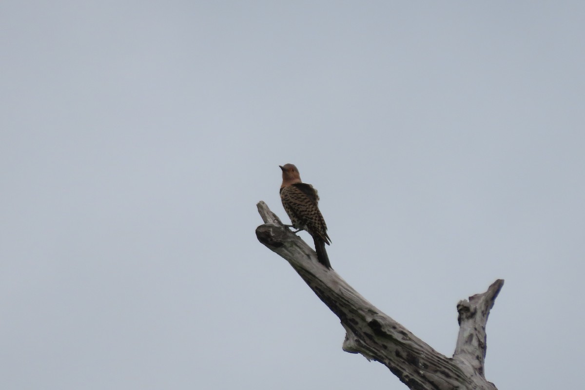 Northern Flicker (Yellow-shafted) - ML431701751
