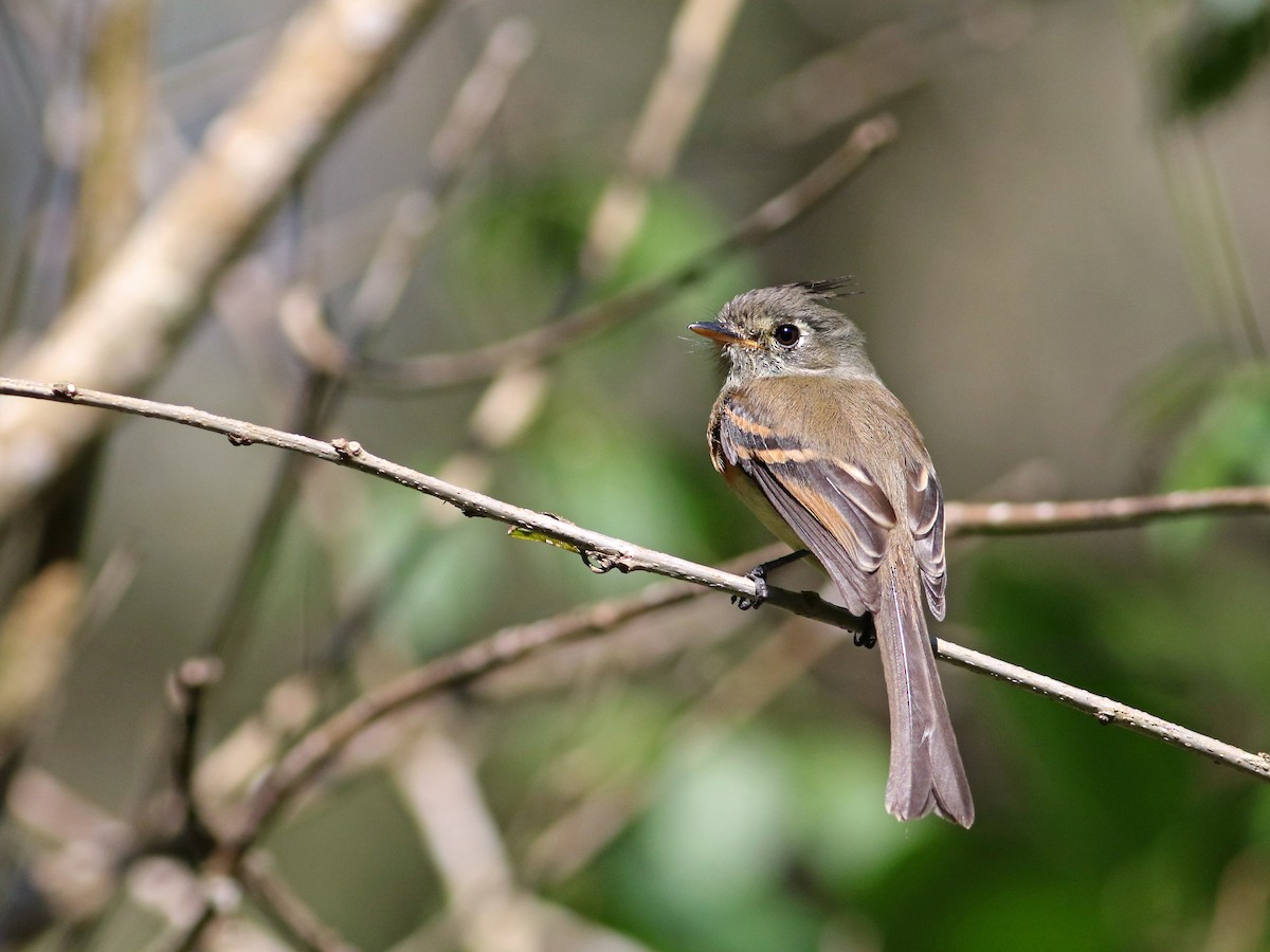 Belted Flycatcher - ML43170211