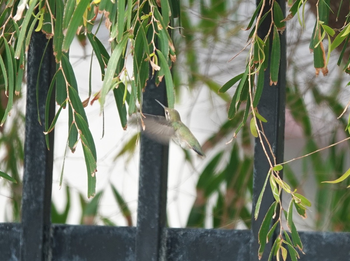 Anna's Hummingbird - ML431703061