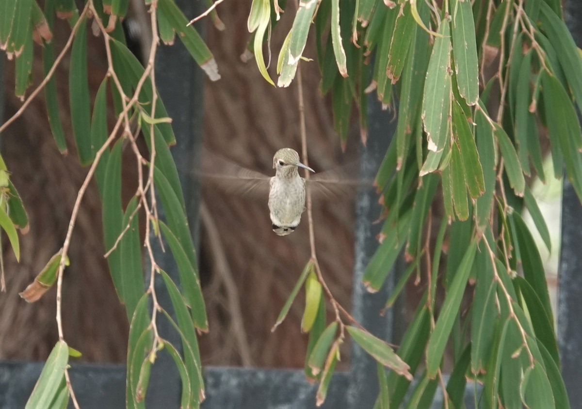 Anna's Hummingbird - Susan Endres