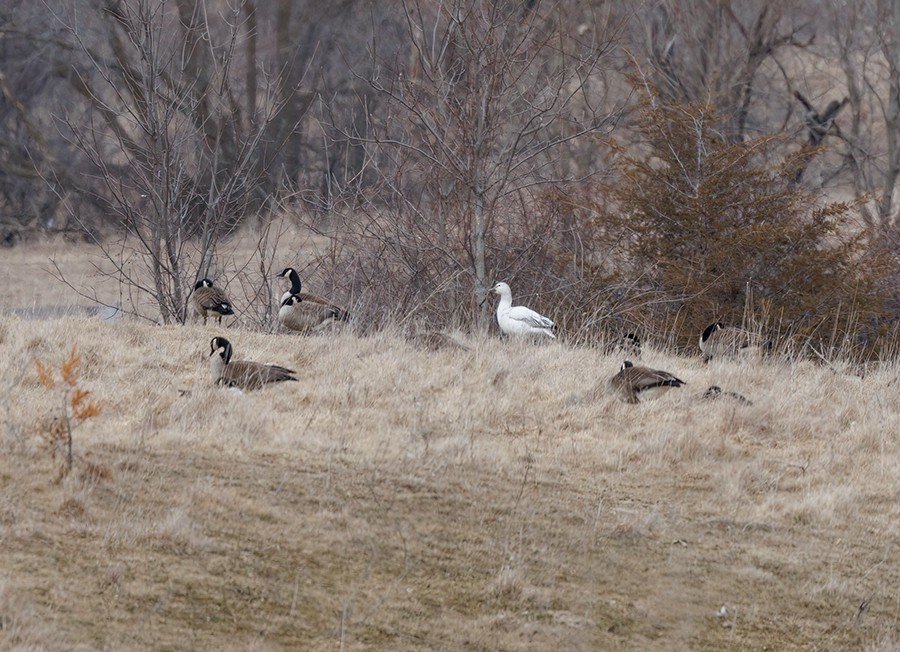 Snow Goose - ML431703611