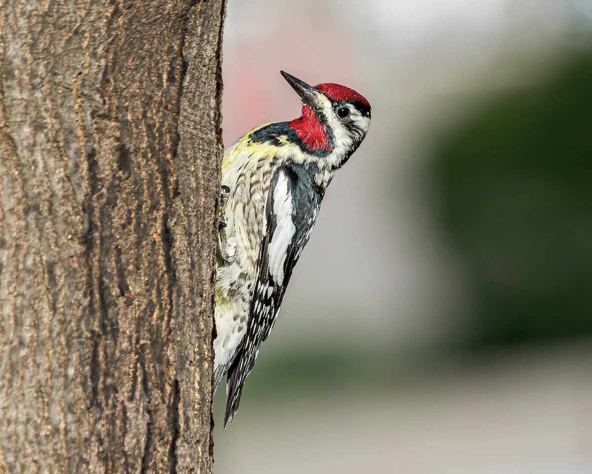 Yellow-bellied Sapsucker - Daniel S.