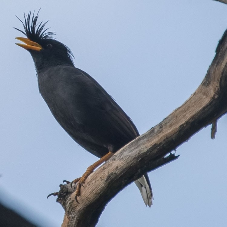 Great Myna - ML431706501