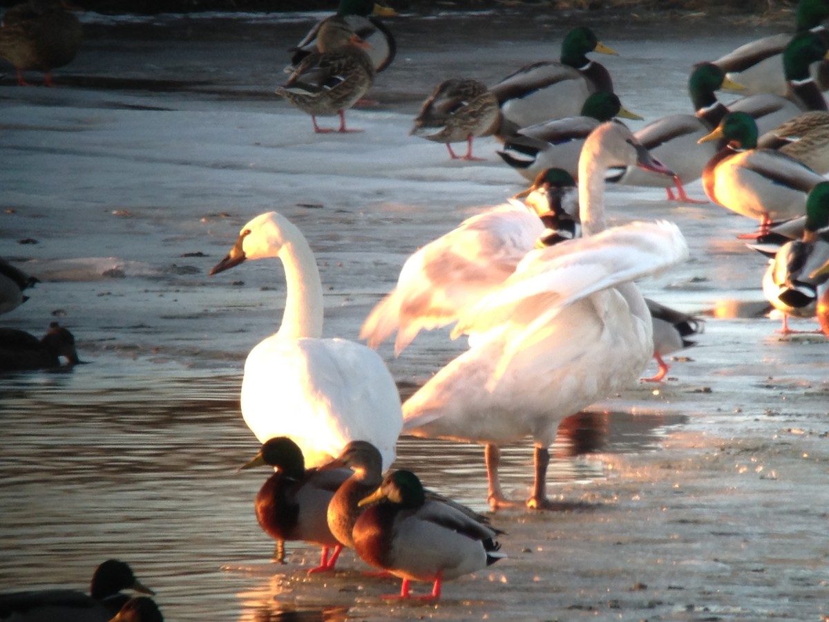 Cygne siffleur - ML43170751