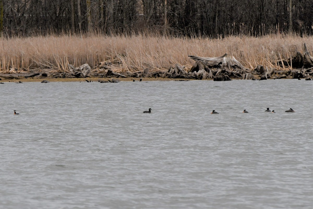 Red-necked Grebe - Nate Badger