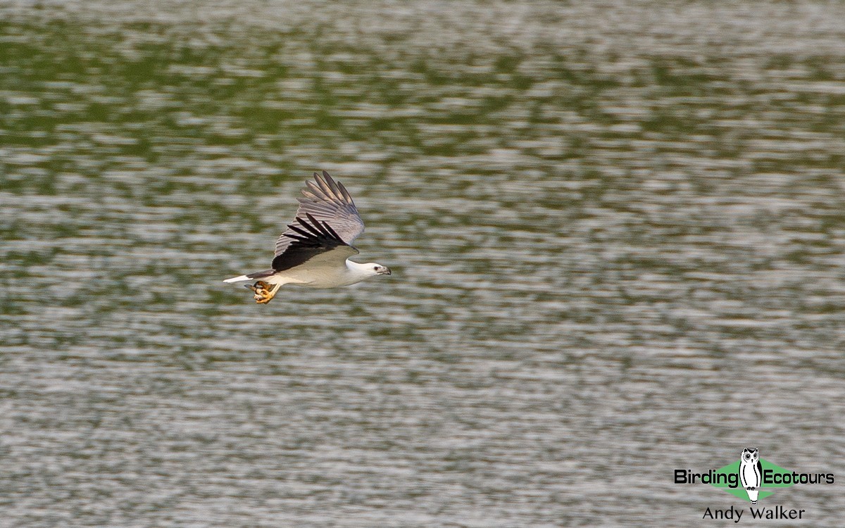 White-bellied Sea-Eagle - ML431709631