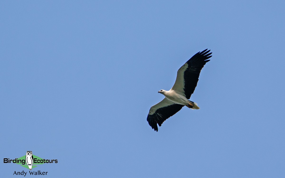 White-bellied Sea-Eagle - ML431709641