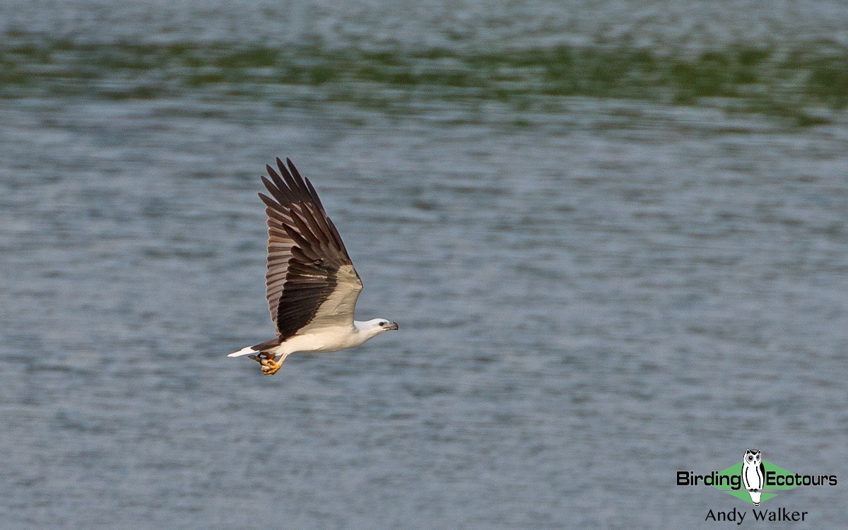 White-bellied Sea-Eagle - ML431709661