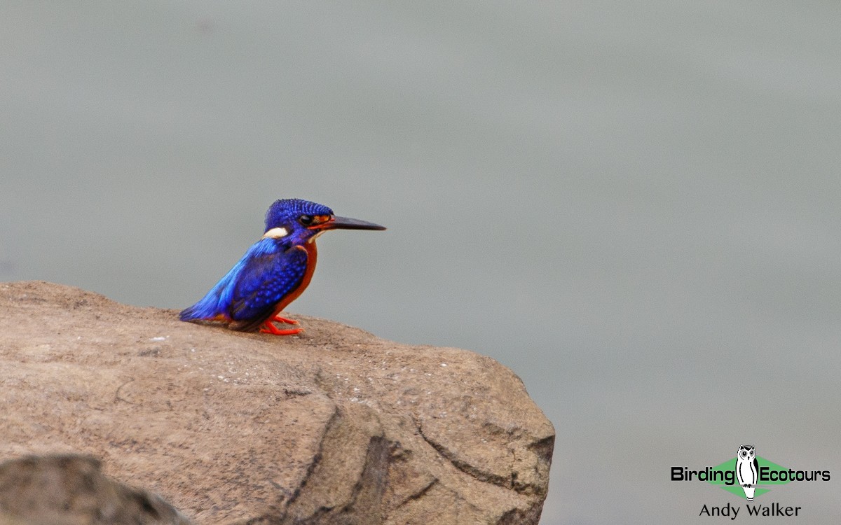 Blue-eared Kingfisher - ML431710231