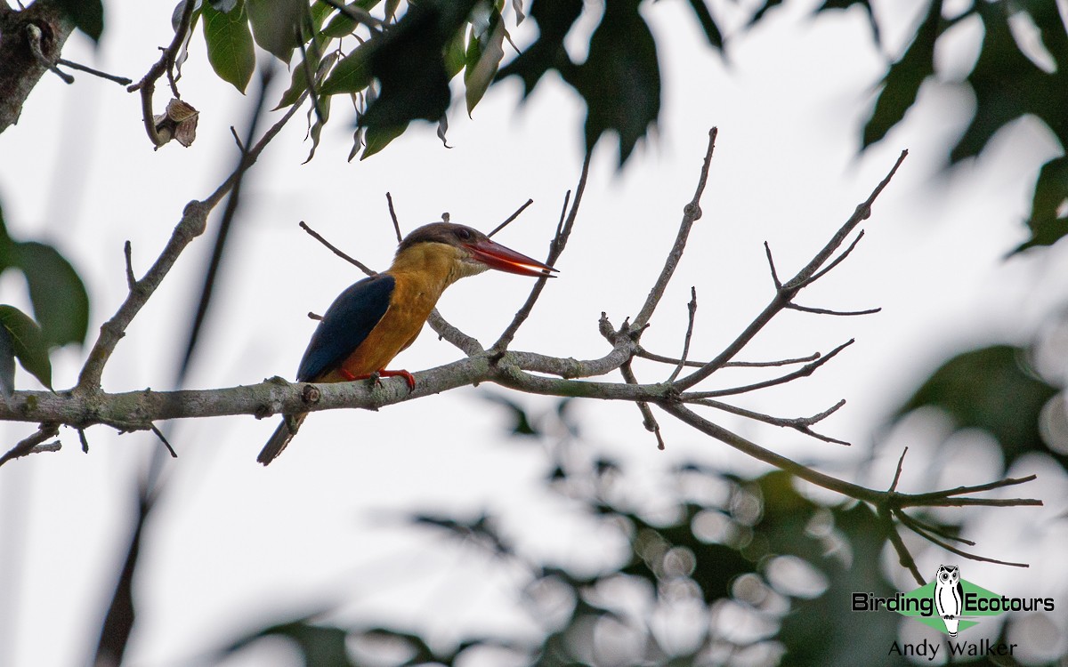 Stork-billed Kingfisher - ML431710321