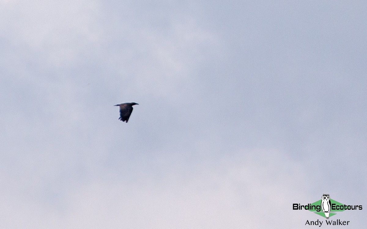 Sunda Crow - ML431710821