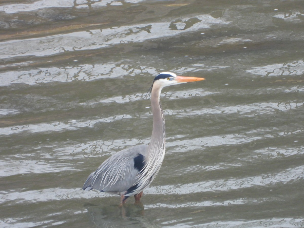 Great Blue Heron - ML431711041