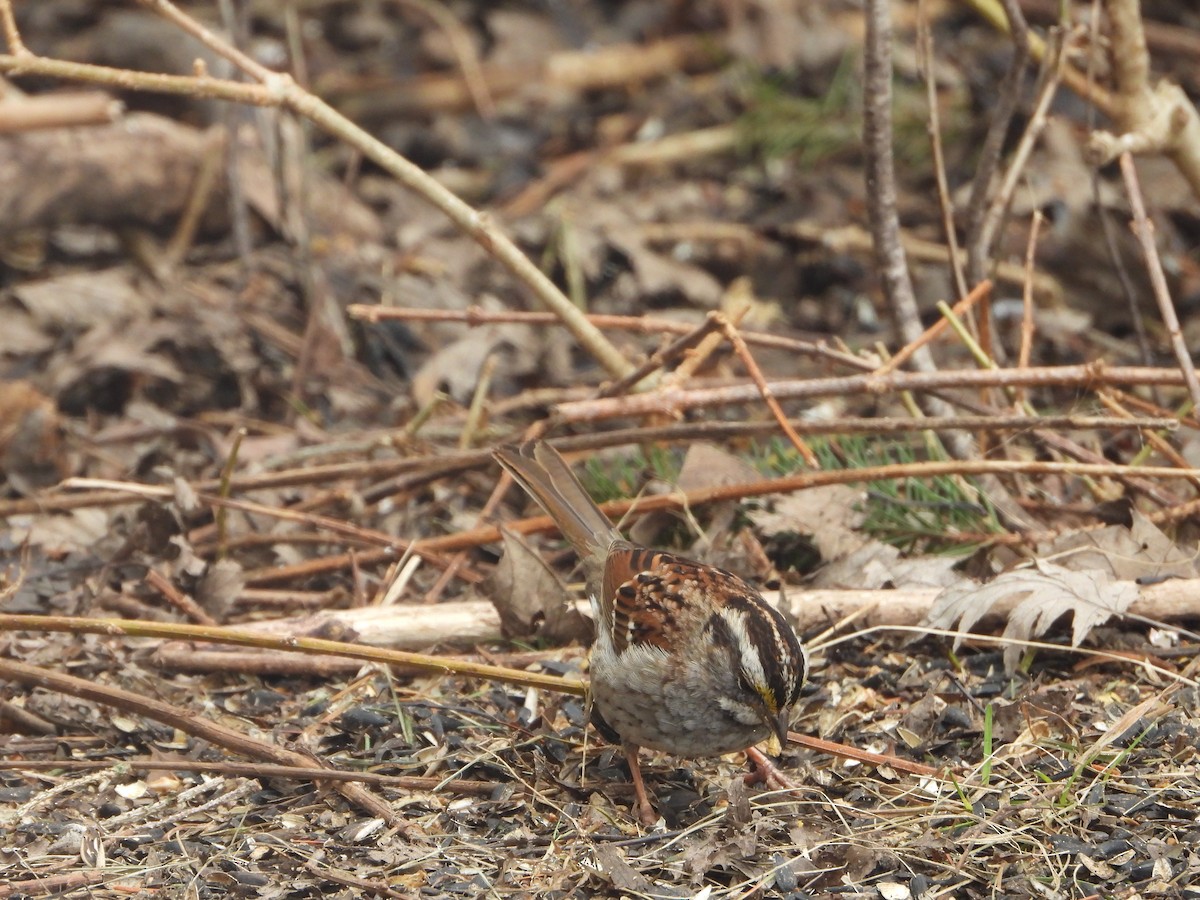 White-throated Sparrow - ML431712061