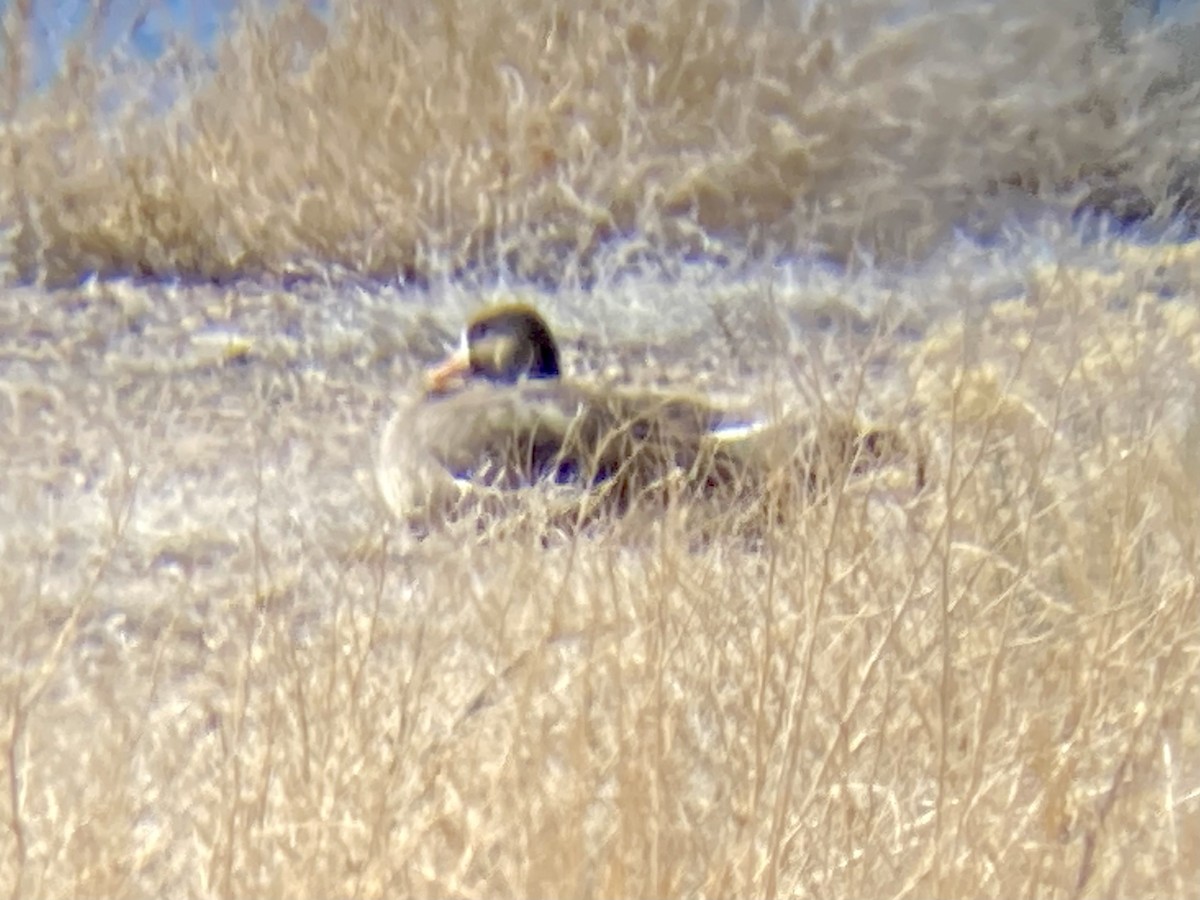 Greater White-fronted Goose - Kenny Frisch