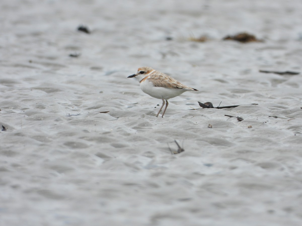 Malaysian Plover - ML431714451