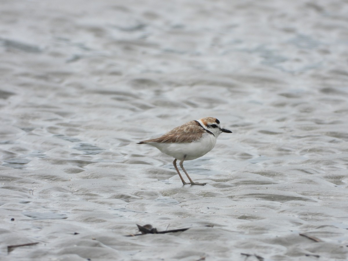 Malaysian Plover - ML431714461