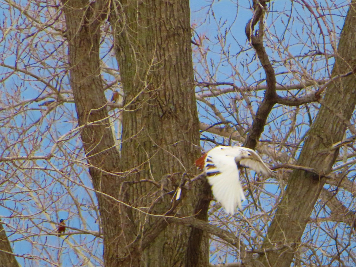 Red-tailed Hawk - ML431716221