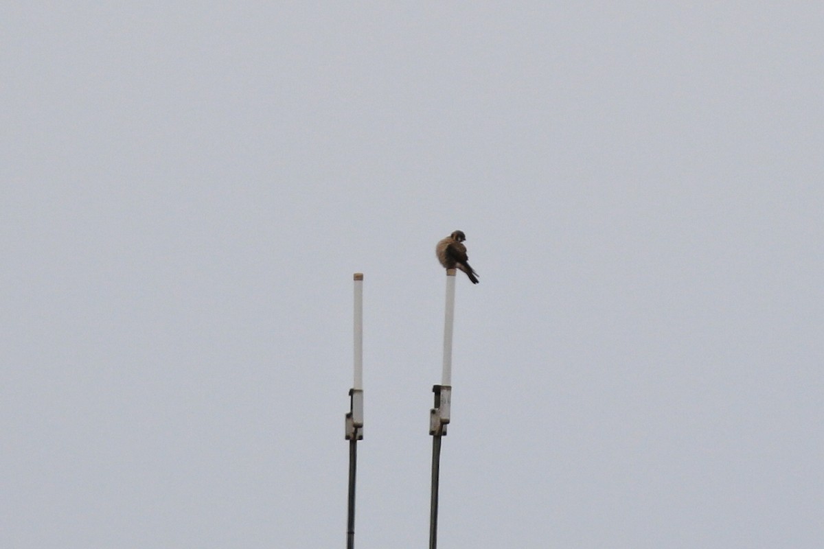 American Kestrel - ML431717521