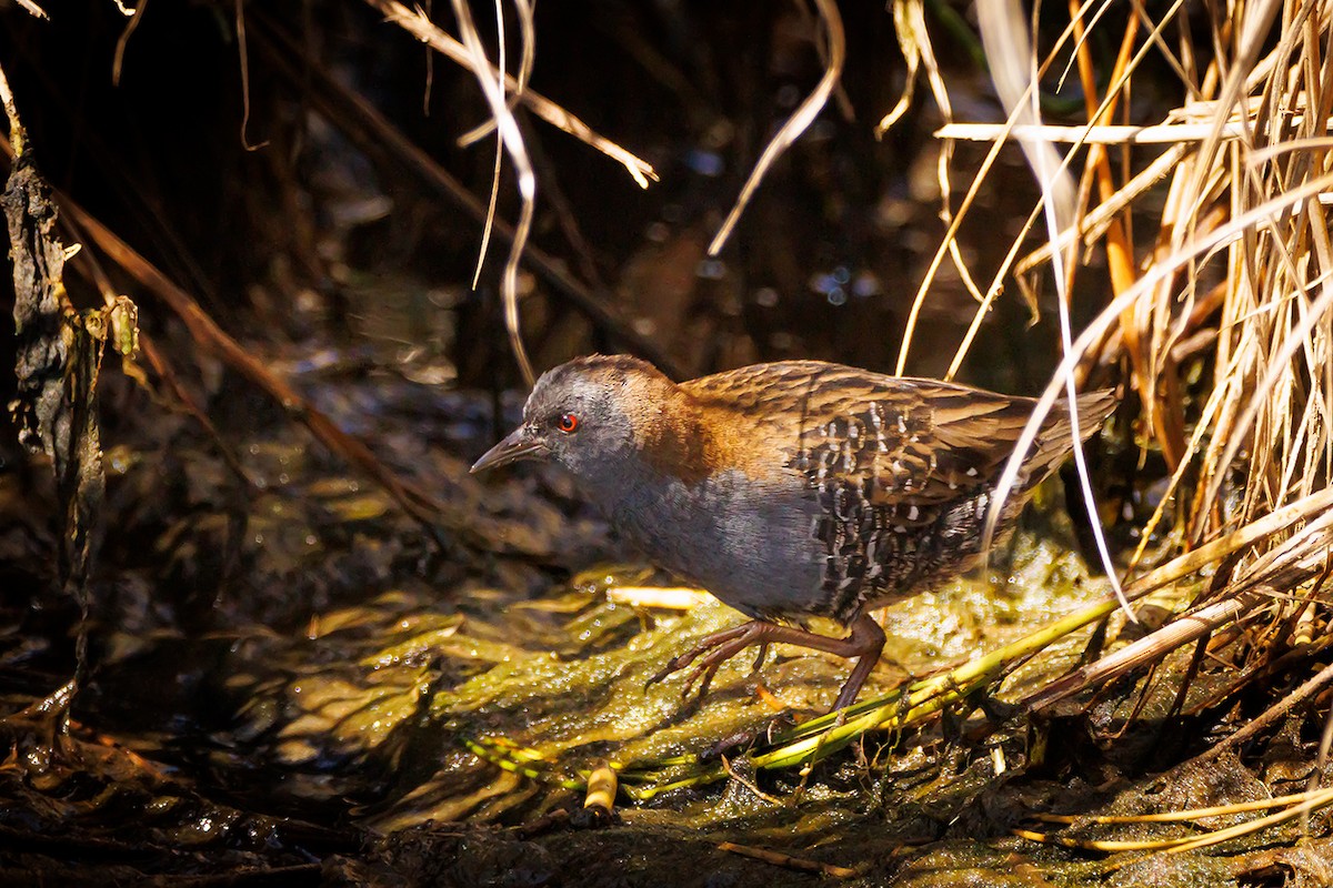 Dot-winged Crake - ML431721041