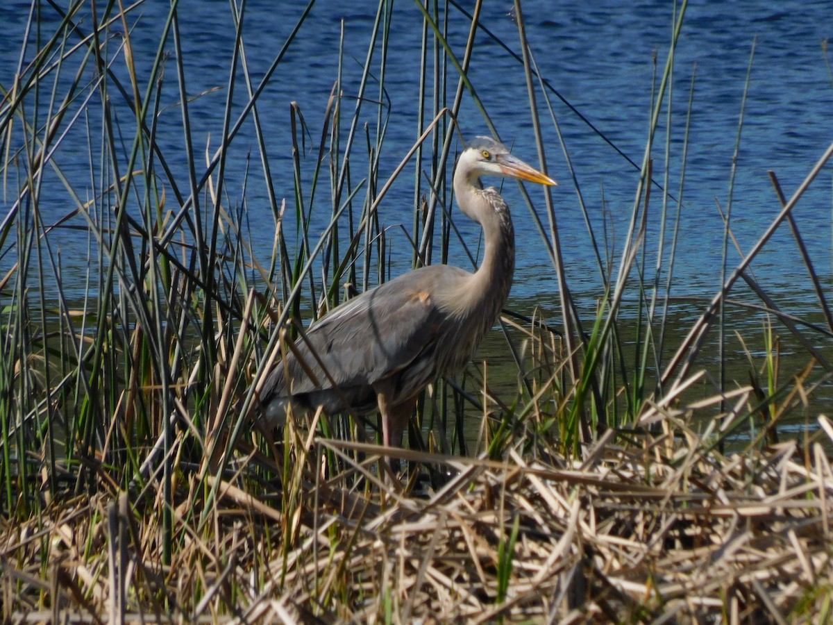 Great Blue Heron - ML431724051