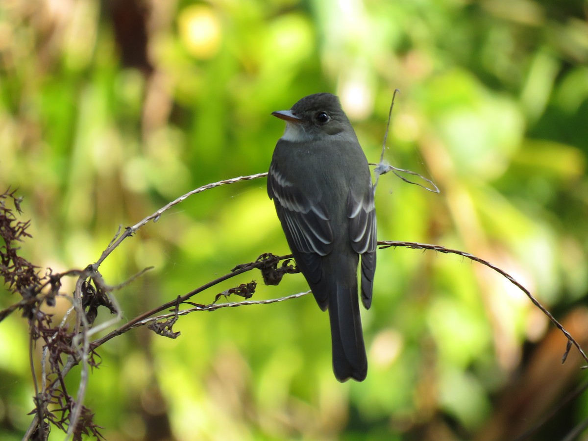 Eastern Wood-Pewee - ML431724491