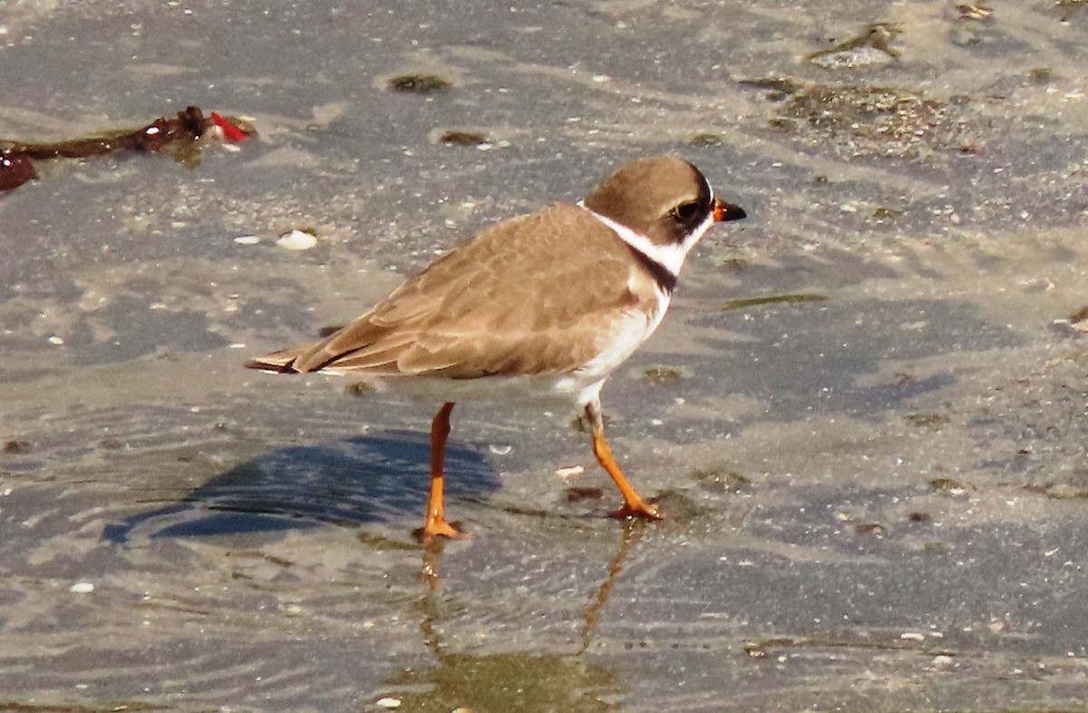 Semipalmated Plover - ML431725311