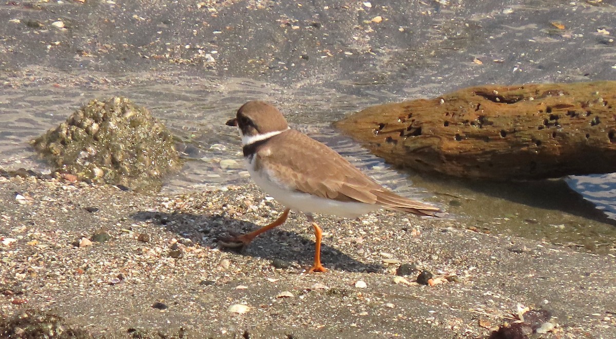 Semipalmated Plover - ML431725391