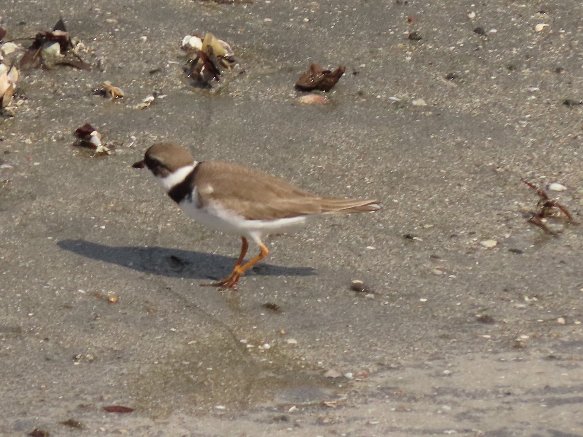 Semipalmated Plover - ML431725421