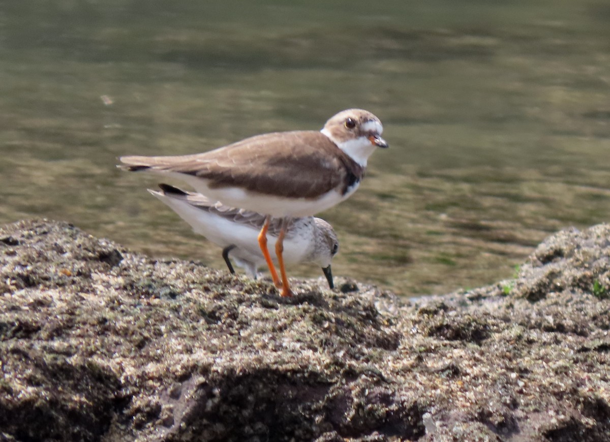 Semipalmated Plover - Manuel Pérez R.