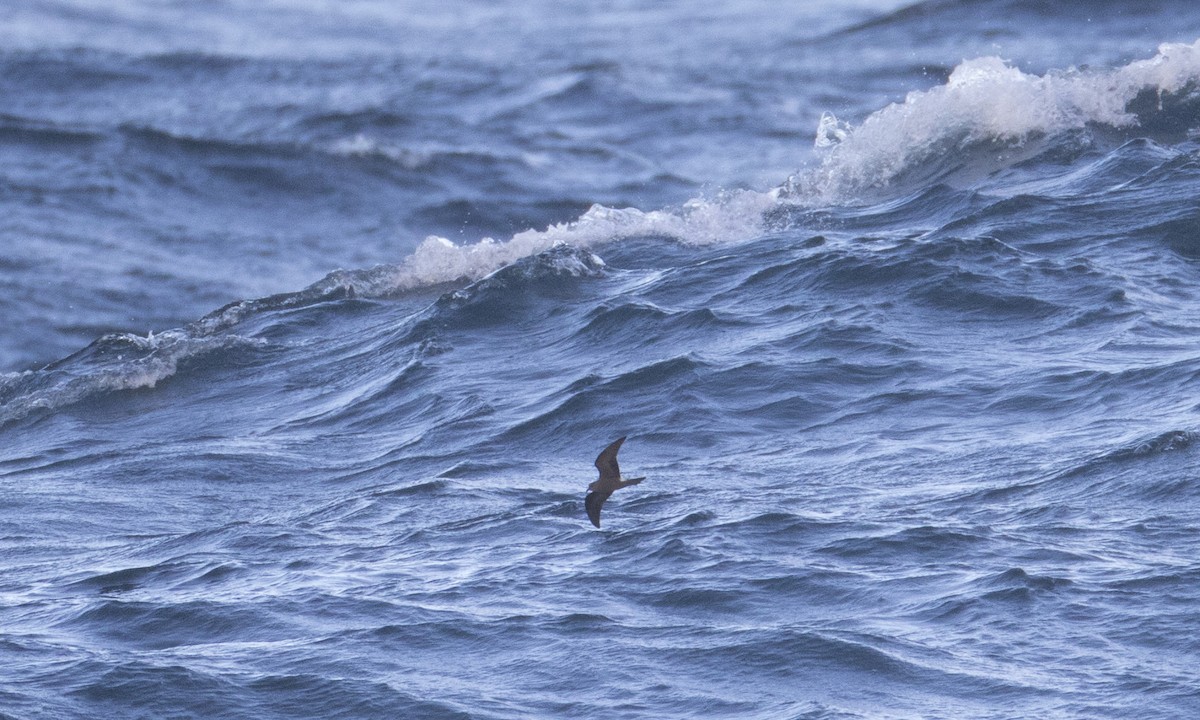 Leach's Storm-Petrel (Leach's) - ML43172561