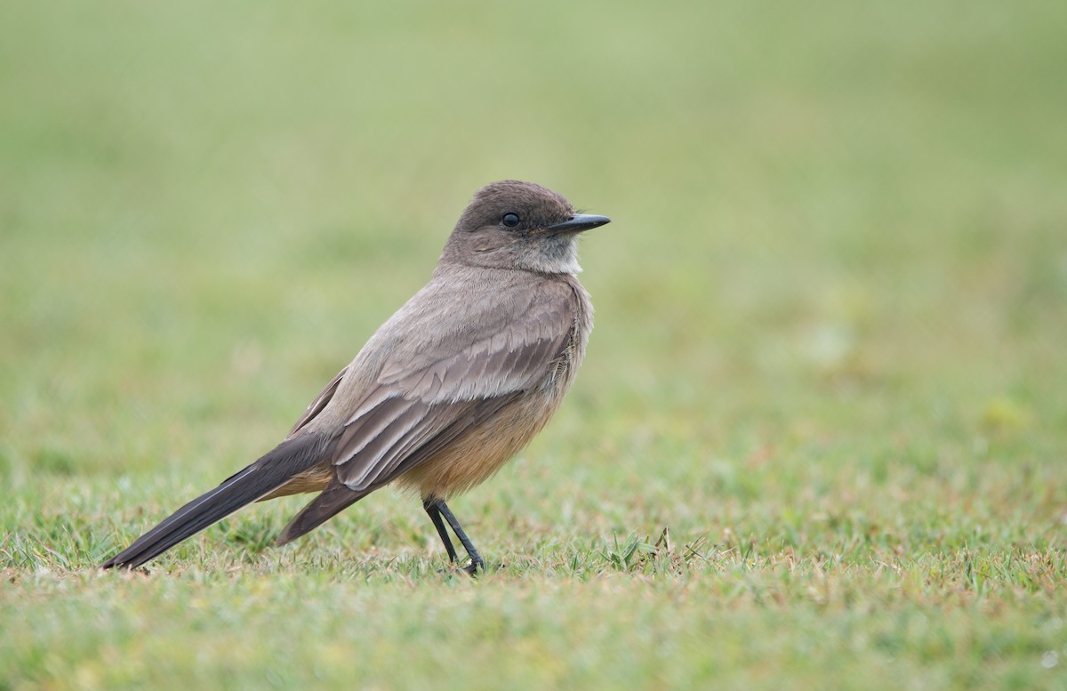 Say's Phoebe - ML431725741