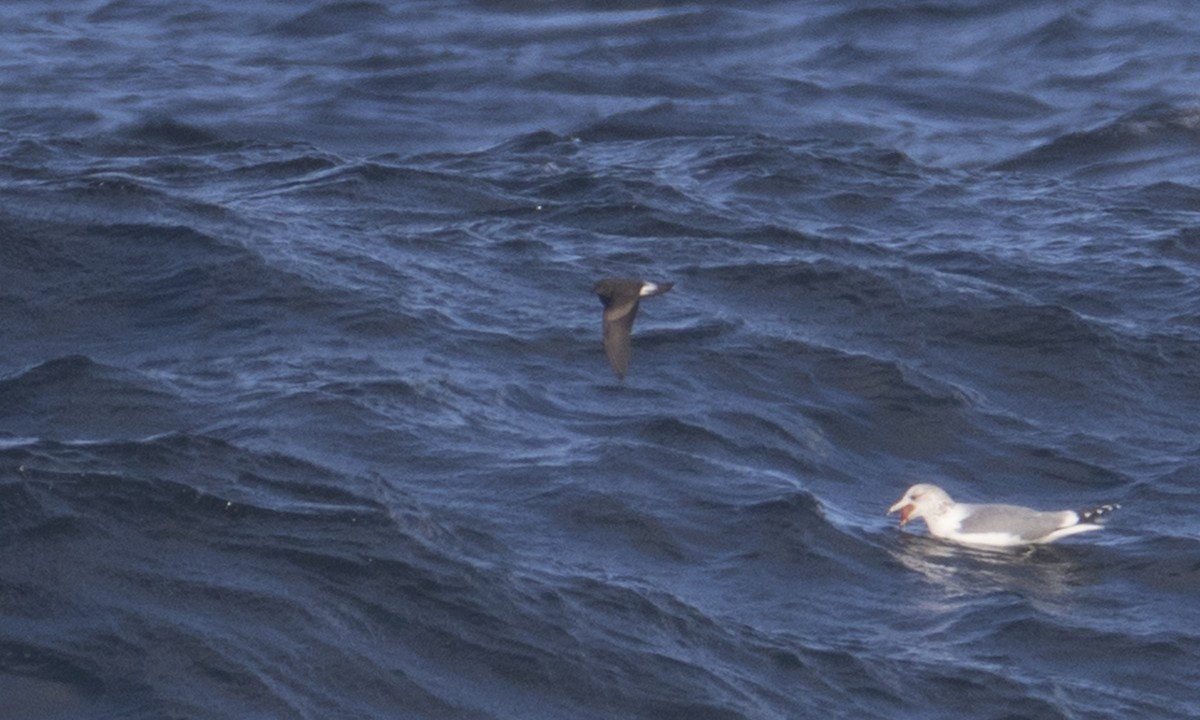 Leach's Storm-Petrel (Leach's) - ML43172611