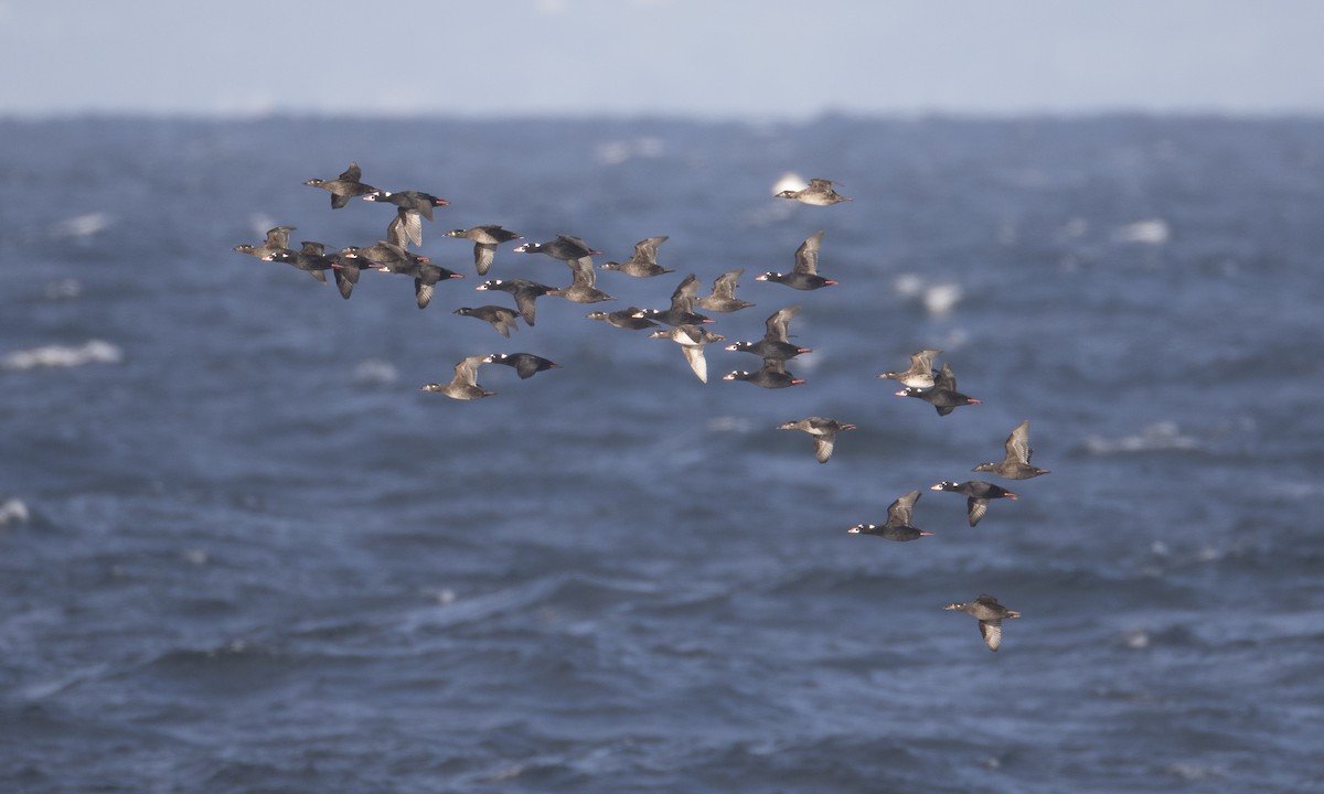 Surf Scoter - Brian Sullivan