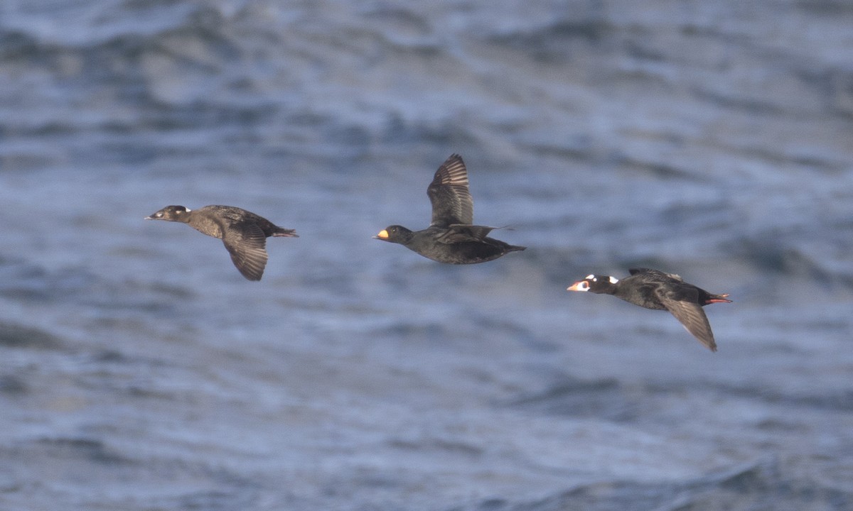 Black Scoter - ML43172651