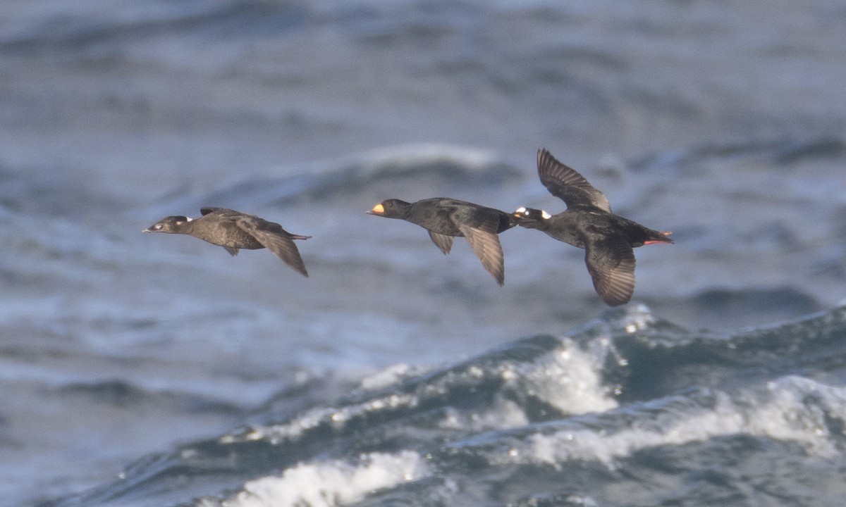 Black Scoter - Brian Sullivan