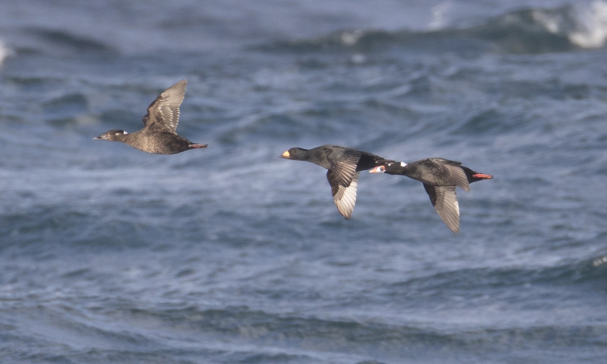 Black Scoter - ML43172681