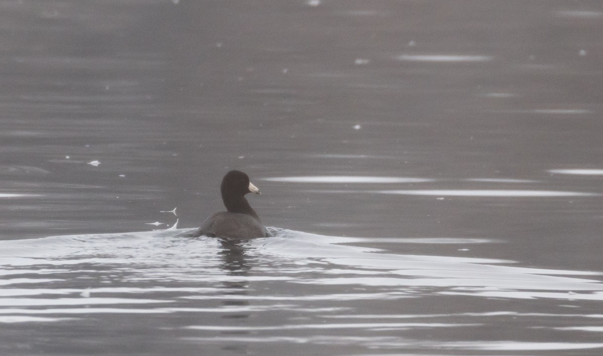 American Coot (Red-shielded) - Jay McGowan