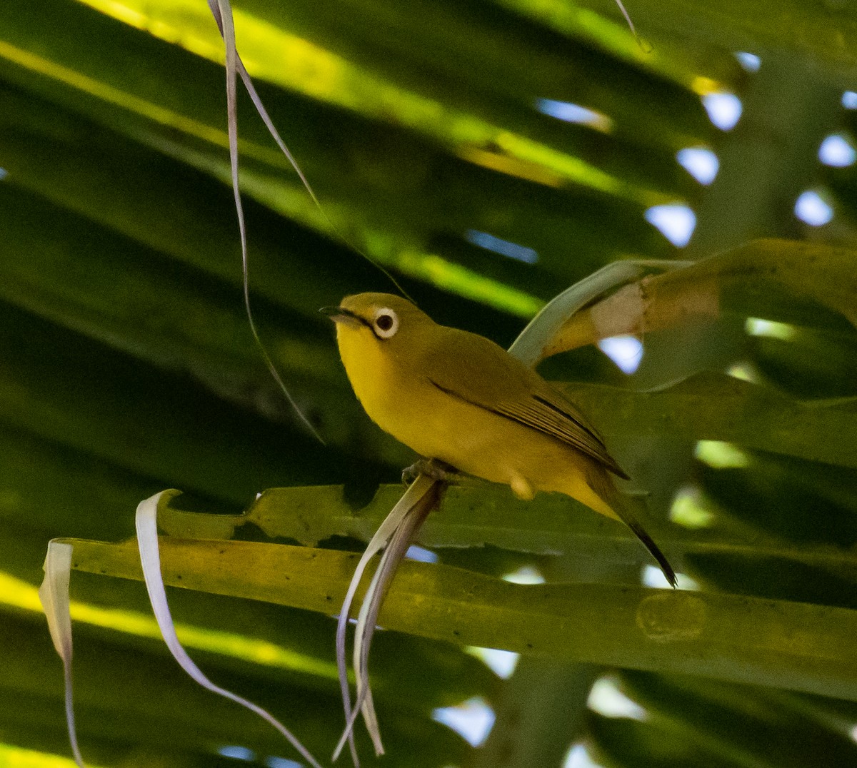 Lemon-bellied White-eye - Ron Hoff Dollyann Myers