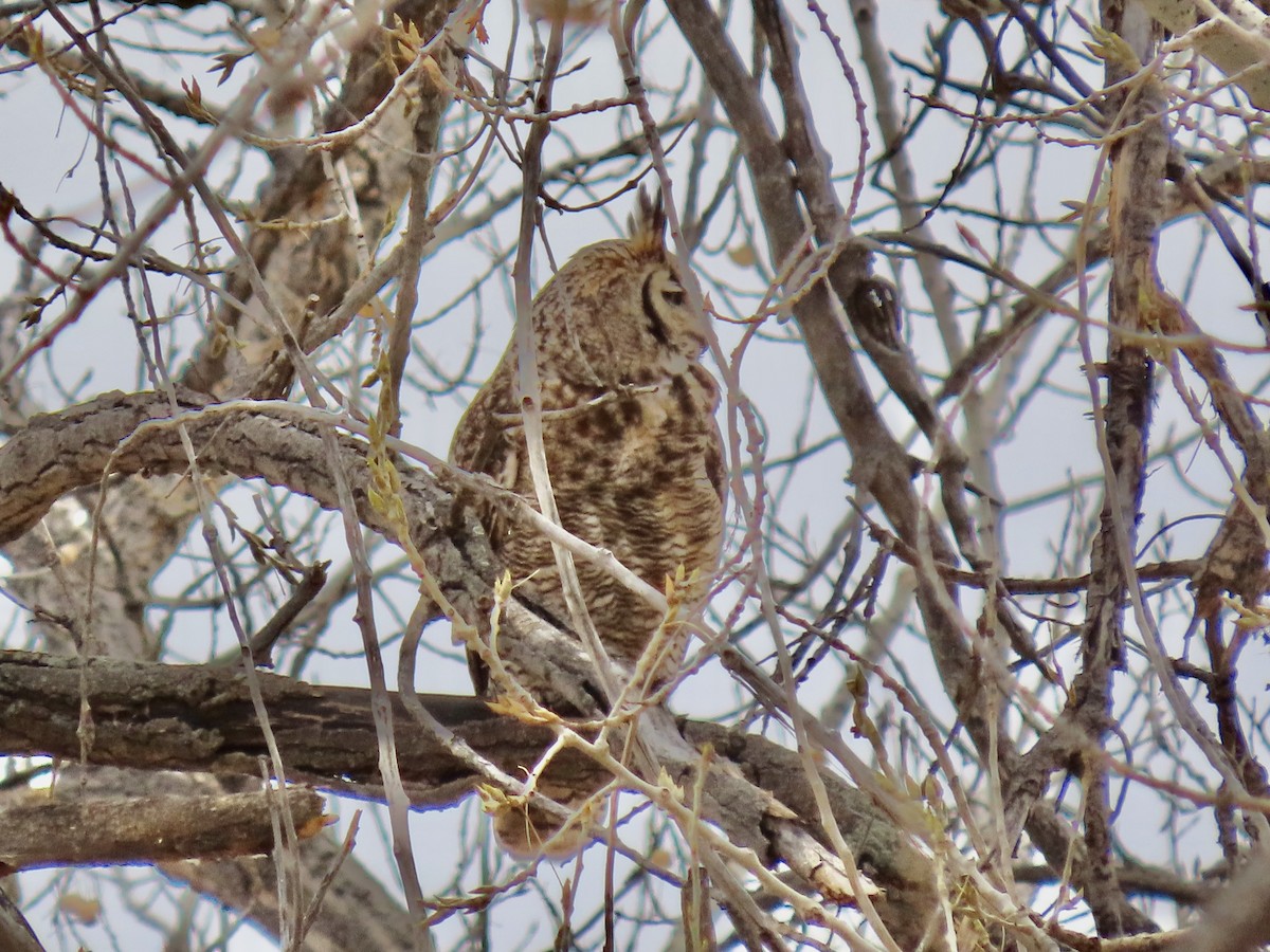 Great Horned Owl - ML431728531