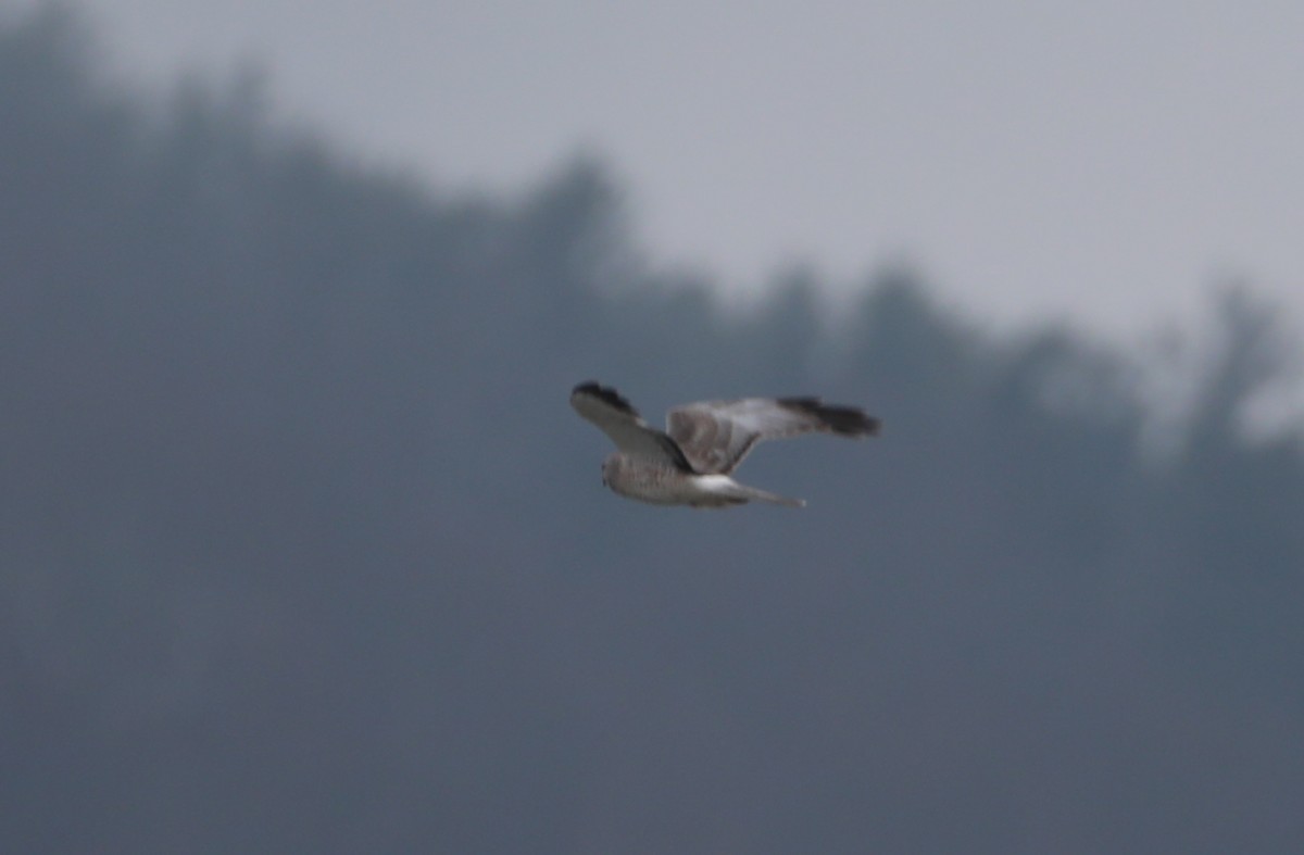 Northern Harrier - ML431728821